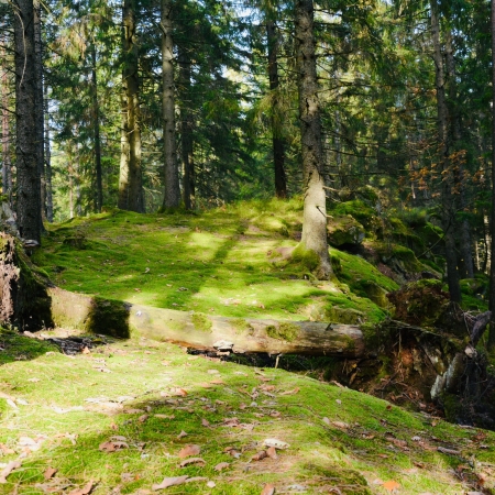 Mossigt stenblock med träd i skogen runt Änkatjärn.