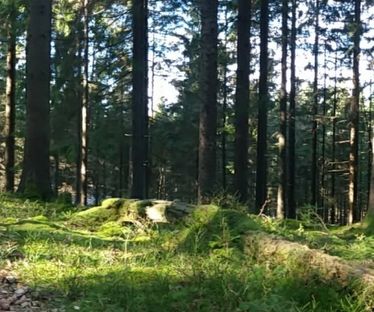 Mossövervuxen trädstam i skogen runt Änkatjärn.